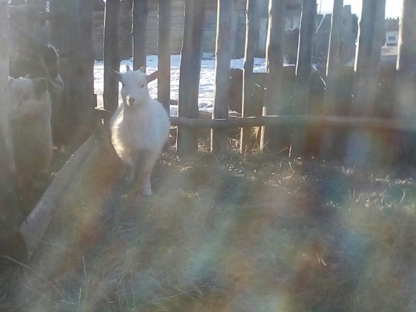 Корова в Шелопугинском районе взяла под опеку козленка